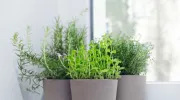 Pourquoi est-il bon d’installer des plantes dans une maison&nbsp;?