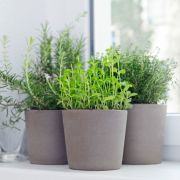 Pourquoi est-il bon d’installer des plantes dans une maison&nbsp;?