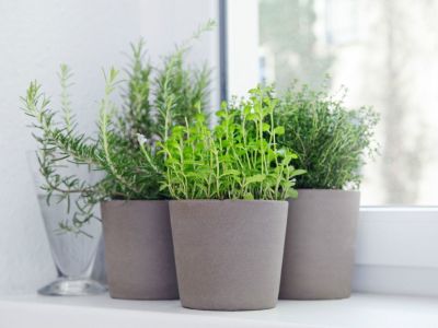 Pourquoi est-il bon d’installer des plantes dans une maison ?