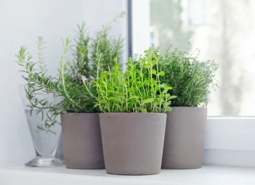 Pourquoi est-il bon d’installer des plantes dans une maison ?