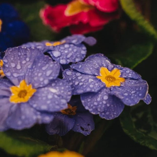 Bi-colore, la primevère apportera de la couleur au jardin dès les premiers rayons de soleil printanier