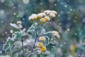Voile d'hivernage - Préparez vos plantes pour l'hiver
