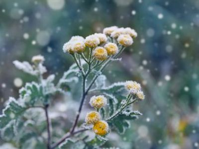 Protégez vos plantes en pot à l’arrivée de l’hiver