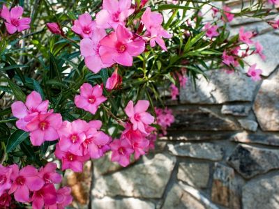 Quand et comment tailler un laurier-rose ?