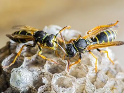 Que faire en présence d’un nid de guêpes ?