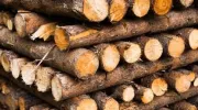 Quel bois utiliser dans une cheminée&nbsp;?