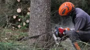 Quel prix pour l’abattage d’un arbre ? Tarifs 2025