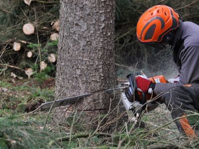 Quel prix pour l’abattage d’un arbre ? Tarifs 2025