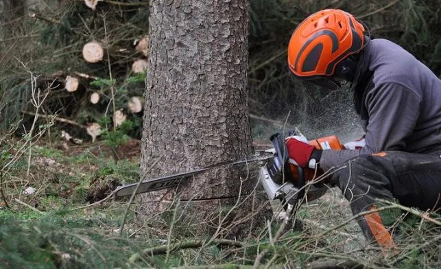 Quel prix pour l’abattage d’un arbre ? Tarifs [annee]