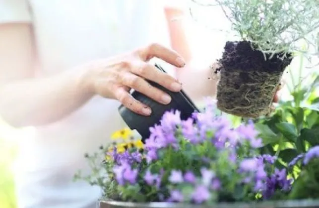 Quelle terre choisir pour vos jardinières ?