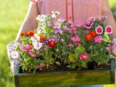 Quelles fleurs peut-on mettre en jardinière ?