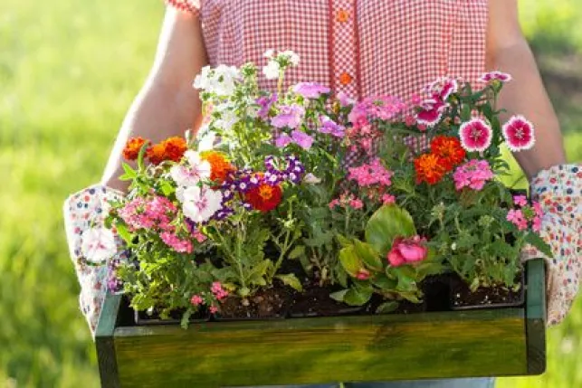 Quelles fleurs peut-on mettre en jardinière ?