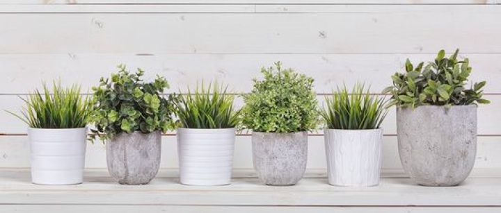 Quelles plantes installer dans la véranda ? Quelles plantes installer dans la véranda ?