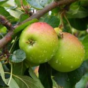Quels arbres fruitiers peut-on mettre en pot&nbsp;?
