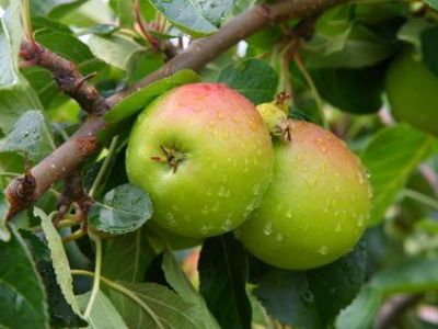 Quels arbres fruitiers peut-on mettre en pot ?