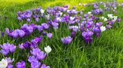 Réaliser un parterre de fleurs