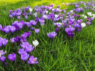 Réaliser un parterre de fleurs