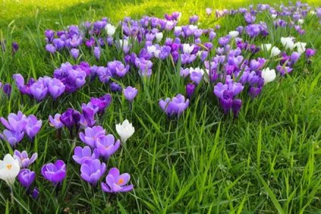 Réaliser un parterre de fleurs