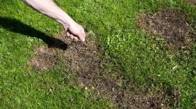 Regarnir une pelouse