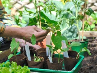 Réussir ses semis de printemps