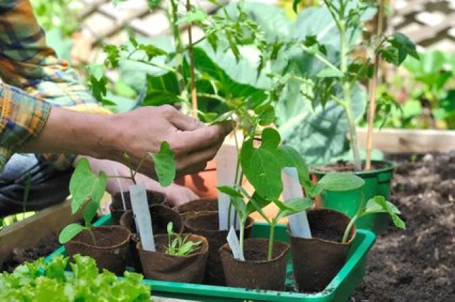 Réussir ses semis de printemps