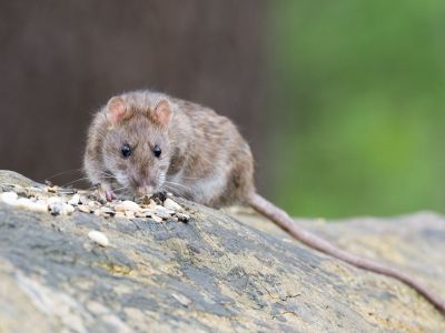 Rongeurs dans la toiture (rats, lérots, loirs) : que faire ?