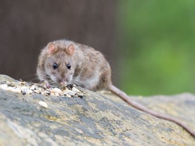 Piège à souris facile à installer sans appât EKCO intérieur