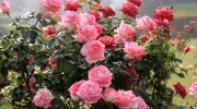 Vous devriez associer cette plante à vos rosiers pour un duo gagnant&nbsp;!