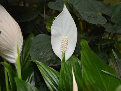 Spathiphyllum : culture et entretien