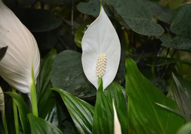 Spathiphyllum : cultiver et rempoter – PagesJaunes