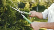 Tarif d’un élagage professionnel : prix 2025