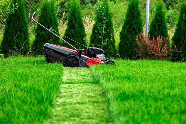 Voici le moment idéal pour tondre votre pelouse !