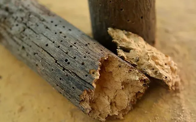 Traitement contre la vrillette dans le bois