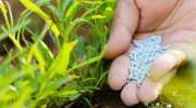 Comment éliminer les limaces dans un jardin&nbsp;?