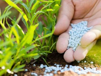 Traitement naturel et biologique d’un jardin