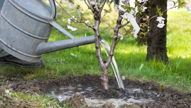 Traiter un jardin avec de la bouillie bordelaise