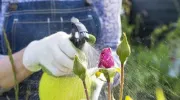 Traiter un jardin avec des insecticides : efficace mais non sans risques&nbsp;!