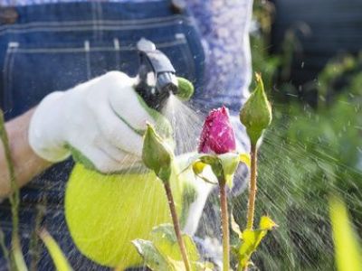Traiter un jardin avec des insecticides : efficace mais non sans risques !