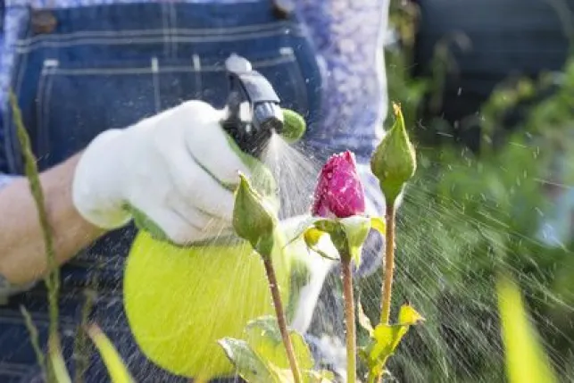 Traiter un jardin avec des insecticides : efficace mais non sans risques !