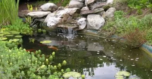 Un bassin de jardin avec cascade