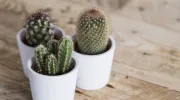 Un cactus à la maison
