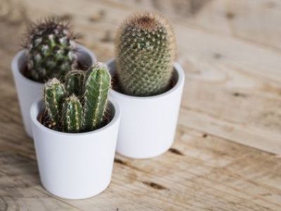 Un cactus à la maison