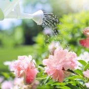 Jardin parfumé : les variétés de fleurs odorantes et parfumées