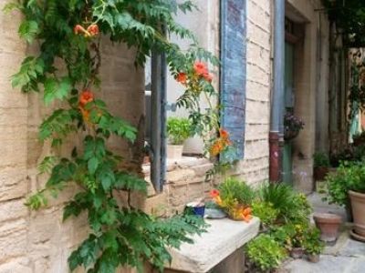 Les plantes grimpantes pour recouvrir un mur