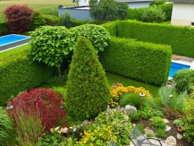 Une haie de jardin persistante