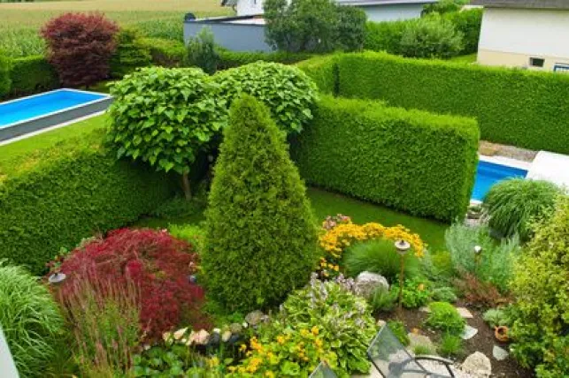  Une haie de jardin avec piscine