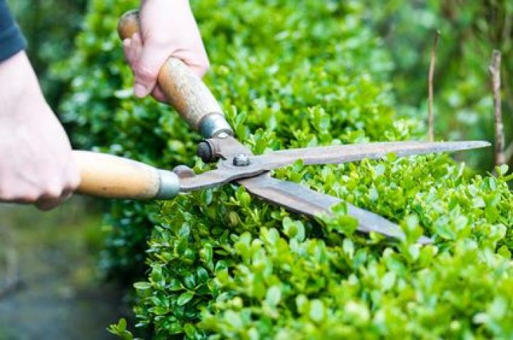Une haie de jardin défensive Une haie de jardin défensive