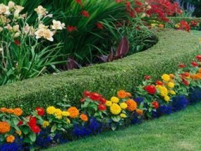 Une haie de jardin fleurie