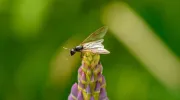 Une maison sans insectes :  mode d'emploi