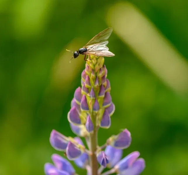 Une maison sans insectes :  mode d'emploi